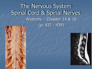 The Nervous System Spinal Cord & Spinal Nerves