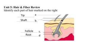 Hair & Fiber Review Answers