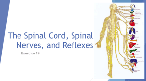 The Spinal Cord, Spinal Nerves, and Reflexes