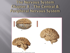 CNS & PNS