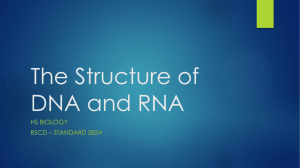 The Structure of DNA and RNA