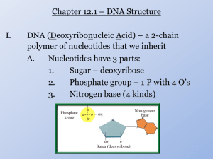 12-DNA structure, Transcription, Translation