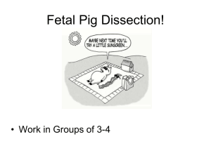 Virtual Fetal Pig Dissection