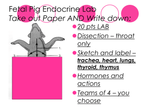 Fetal Pig Endocrine Lab Instructions