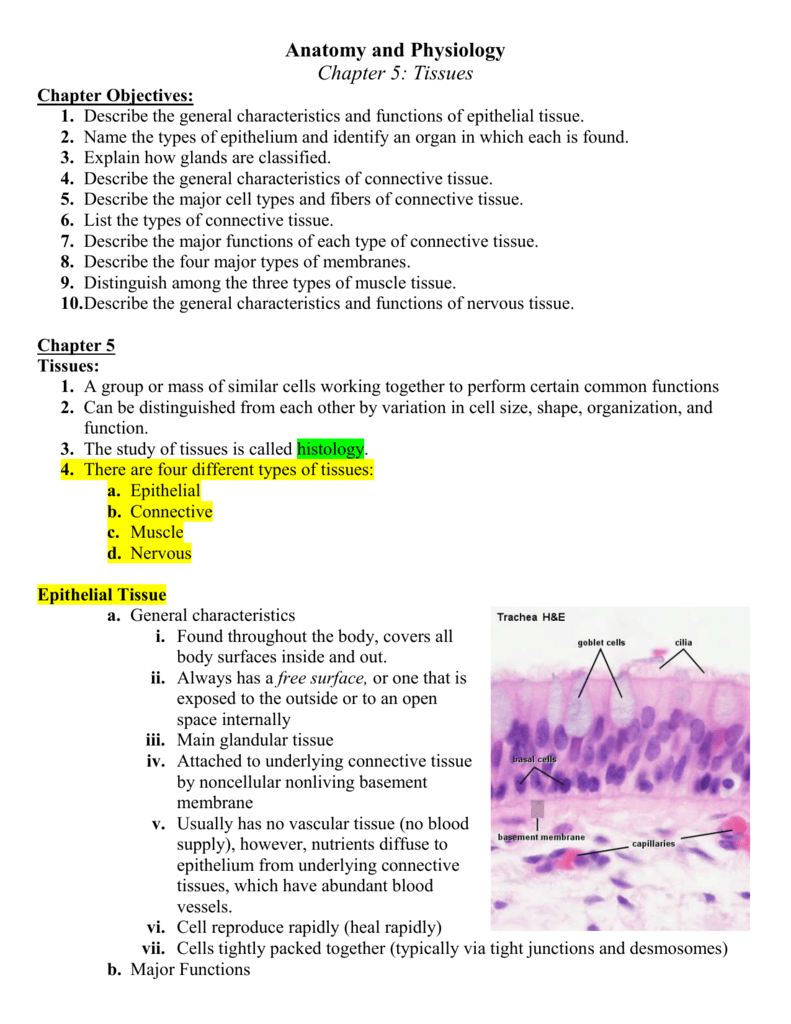 chapter 5 connect homework anatomy and physiology