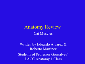 Cat Muscle Powerpoint