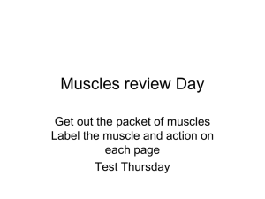 Muscles - PA