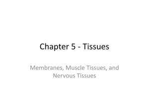 Chapter 5 - Tissues