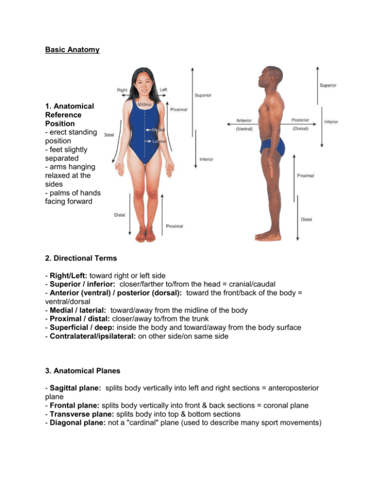 Basic Anatomy 1 Anatomical Reference Position