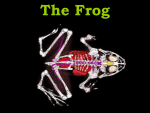 Intro.Frog