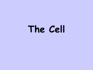 The Cell- Powerpoint