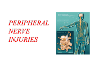 PERIPHERAL NERVE INJURIES Classification of nerve injury