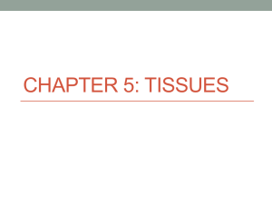 Chapter 5: Tissues - Plainview Schools