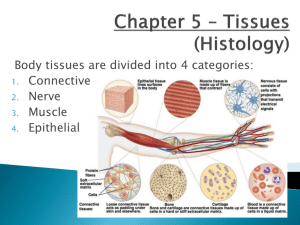 Chapter 5 * Tissues (Histology)
