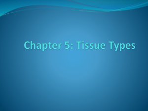 Chapter 5: Tissue Types - Fall River Public Schools