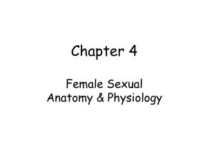 Chapter 4 ss Female Sexual A_and_P