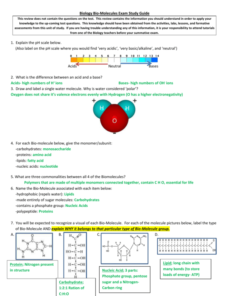 biological-molecules-worksheet-answers