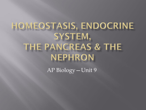 Homeostasis & the Pancreas