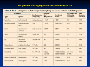 Genome structure and organization