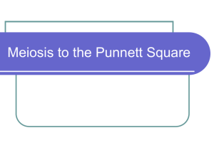 Meiosis to the Punnett Square