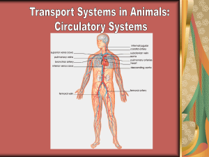 Ch 17-19 The Circulatory (Cardiovascular) System