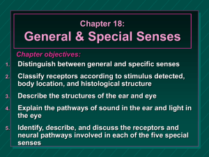 General, Special Senses