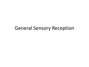 General Sensory Reception