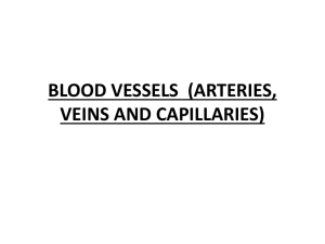 BLOOD VESSELS (ARTERIES, VEINS AND CAPILLARIES)
