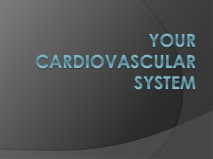 Your Cardiovascular System