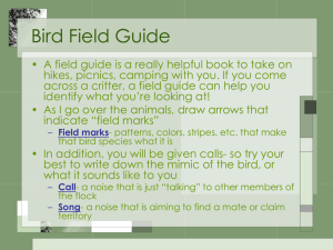 Bird Field Guide PowerPoint