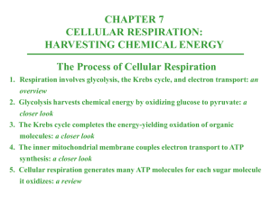 1. Respiration involves glycolysis, the Krebs cycle, and electron