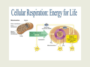 Ch. 7 Cellular Respiration