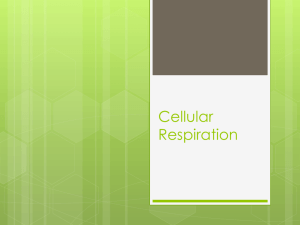 Cell Respiration Power Point