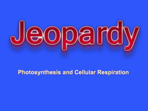 Photosynthesis and Cellular Respiration Jeopardy