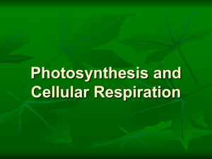 Photosynthesis and Cellular Respiration