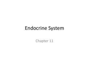 Endocrine System - Plainview Schools