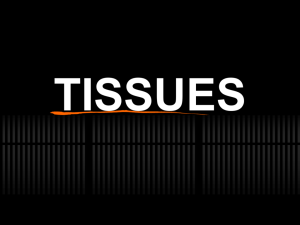 10. Tissues