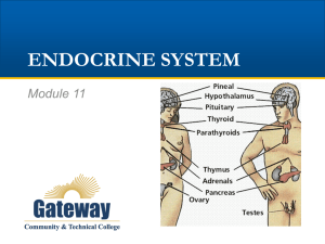 mod 11 endocrine (new window)