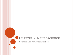 Neorons, neurotransmitters