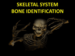 Bone ID