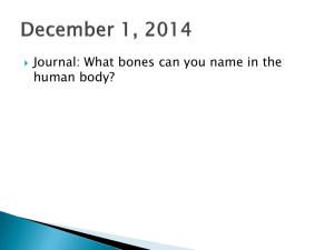 Bones of the Human Body