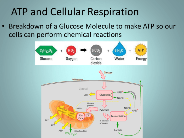 atp-and-cellular-respiration