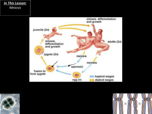 Meiosis