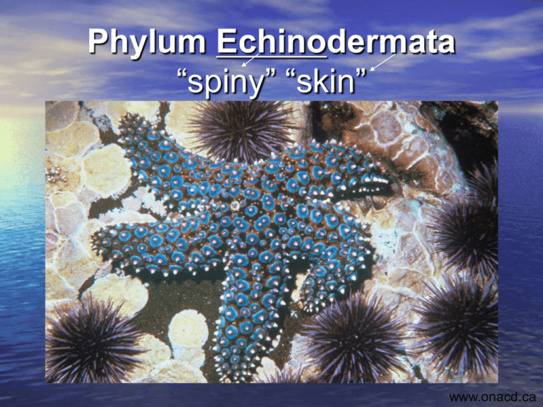 Phylum Echinodermata