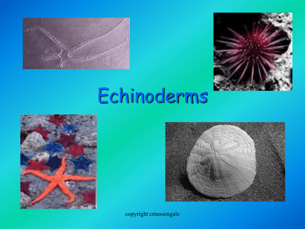 Echinoderms - Biology Junction