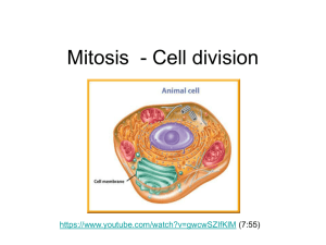 Mitosis - Cell division