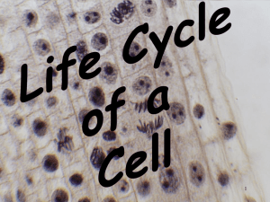 Cell Cycle Notes