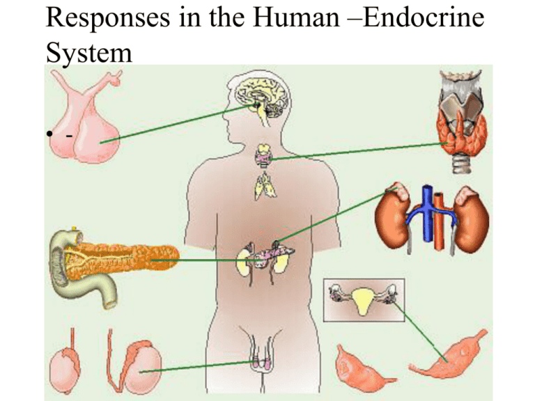 study of endocrine glands and hormones