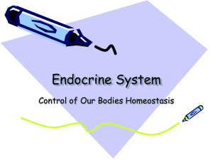 Endocrine System {PowerPoint}
