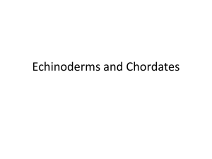 Echinoderms and Chordates